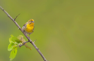 Yellow bird. Green nature background. Bird: European Serin.
