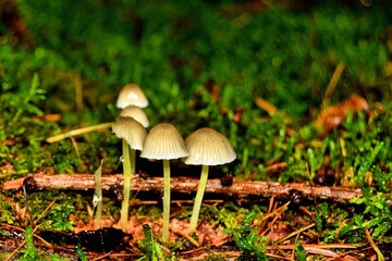 mushrooms in the forest
