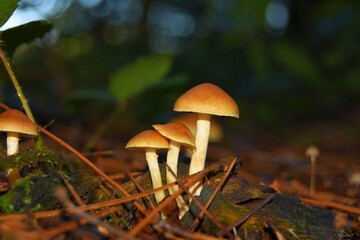 mushrooms in the forest