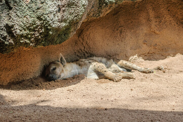 African hyena peacefully rests in the shade