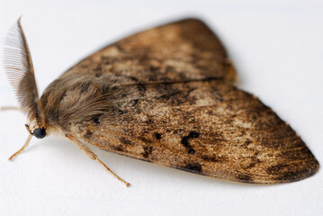 Male gypsy moth on white paper