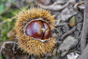 chestnuts on the ground
