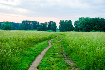 A road that passes through a meadow with high, thick grass. Path through the field,