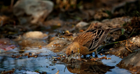 Bathing bird. Nature background. Black headed Bunting. 