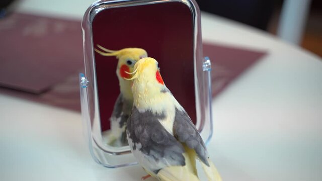 Parrot Corella on the table looks at himself in the mirror. 4k