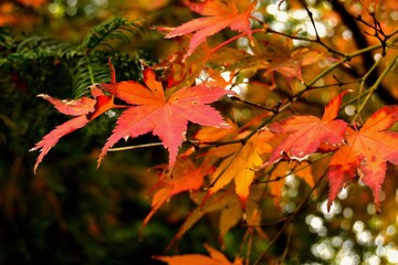 red maple leaves