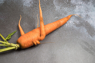 An ugly carrot root crop with several sprouts on a gray background. Horizontal orientation. Place...