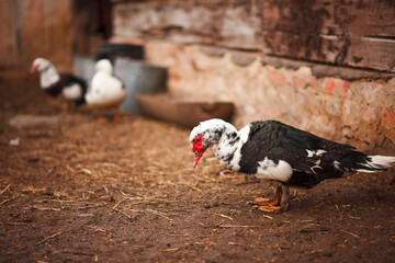 A family of two ducks walk through their yard.