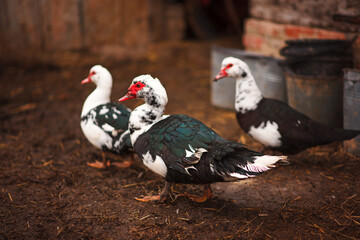 A family of two ducks walk through their yard.