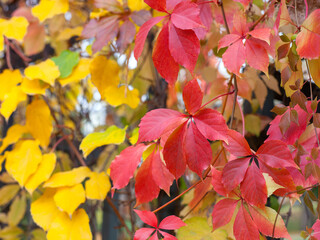Colorful autumn leaves on natural background