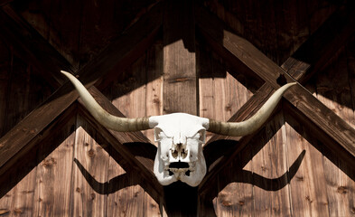 Cow skull with long horns hanging as a trophy on an old wooden house
