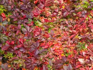 Colorful autumn leaves lying on ground