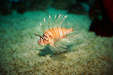 An orange small fish swims alone in an aquarium.