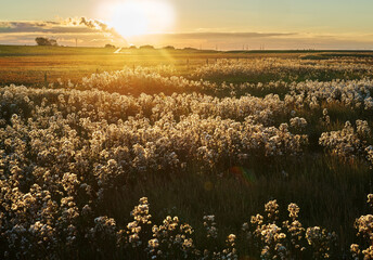 a field of faded seashore asters in the salt marshes of the Wadden Sea at Langwarder Groden...