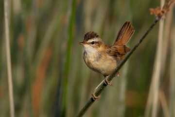Cute little bird. Moustached Warbler. Green lake habitat background. 