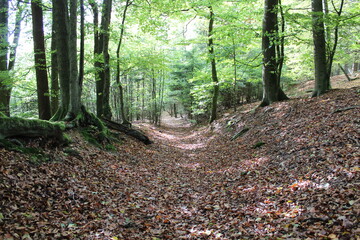 Der Waldpfad aus anderer Sicht