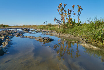 Tripolium pannonicum plant in autumn reflecting in a puddle during a sunny day with blue sky