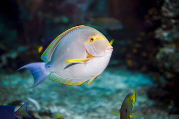 Fototapeta na wymiar Beautiful small fish-cyclida swims in the aquarium.