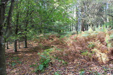 Herbst im Anmarsch