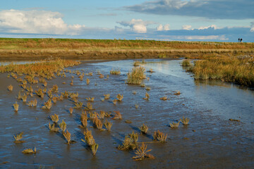salicornia europaea plants in the mud flats of the Wadden sea at Langwarder Groden (Germany) in...