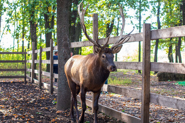 Lonely deer in the headline.