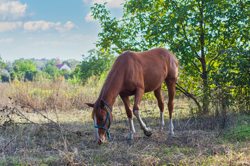 The horse grazes in the meadow on a sunny day.