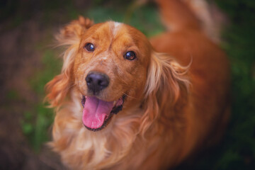 Happy red spaniel in summer, close up