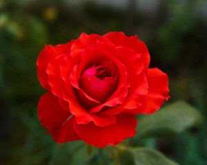 beautiful red rose