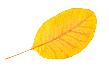 Closeup yellow autumn leaf isolated at white background.