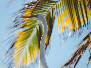 heron on a tree