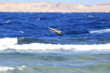 Seeadler - König der Lüfte