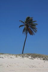 palm tree on the beach