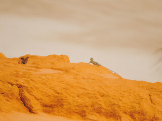 desert in the desert