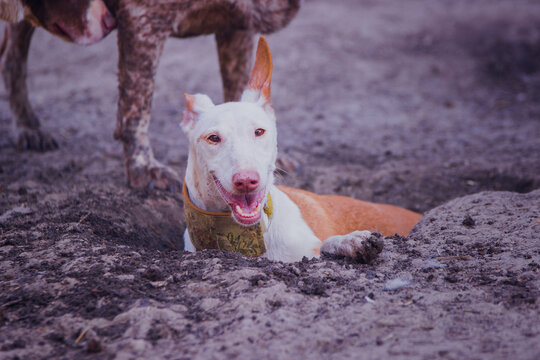Happy podenko ibitsenko chills in the summer in a hole dug in the ground