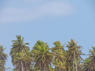 palm trees against blue sky