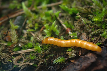 Click Beetle Larva Alaus oculatus. Wireworm - larvae of Agriotes a species of beetle from the family of Elateridae.