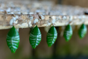 Row of butterfly cocoons