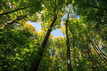 Fototapeta premium Looking up at colorful autumn forest canopy