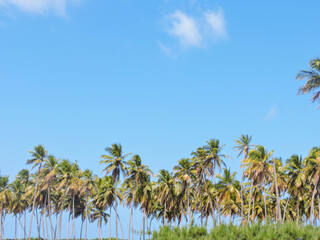 palm trees and blue sky