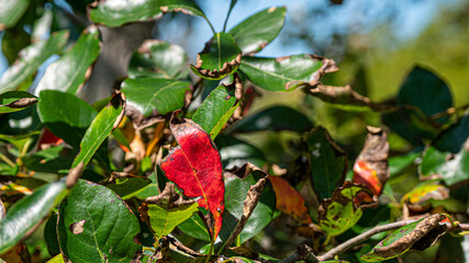 red and yellow leaves