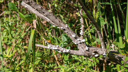 lizard on the ground