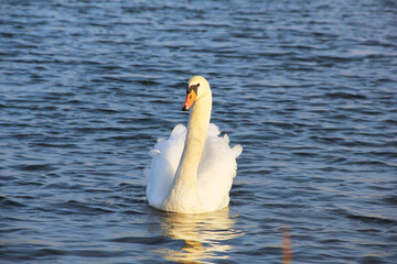 Swan. Beautiful swan on the water. Beautiful bird. Floating bird