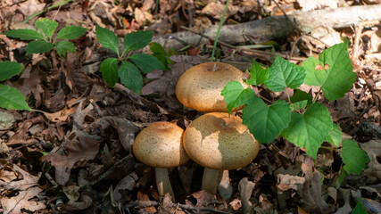 mushrooms in the forest