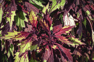 Plant with green and burgundy leaves close up. Burgundy rose leaves.