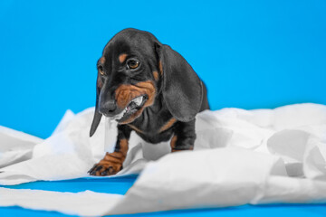 Naughty dachshund puppy steals roll of toilet paper, unwinds it, gets tangled, and nibbles on the...