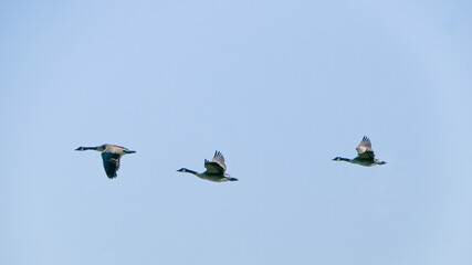 BIRDS in the sky