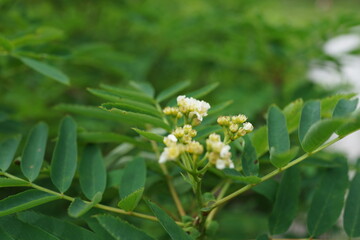 白い花　高山植物　花　山草　白馬