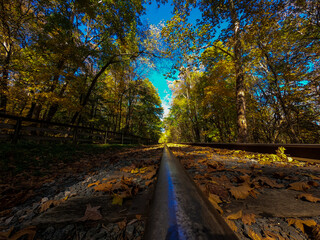 autumn in the forest
