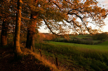 Fototapeta premium Blick vom Waldrand aufs schöne Herbstlandschaft mit Feldern im Abendlicht