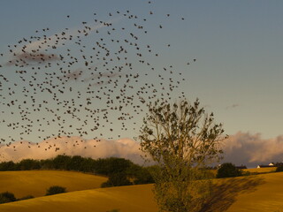 Na polu, ptaki i żurawie w świetle zachodzącego słońca